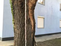 Baumkontrollen und Baumgutachten
