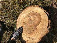 Baumkontrollen und Baumgutachten
